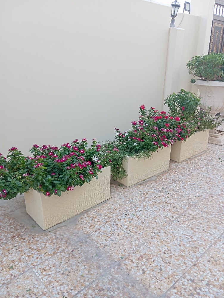 مقطع اشجار ونخيل - 2