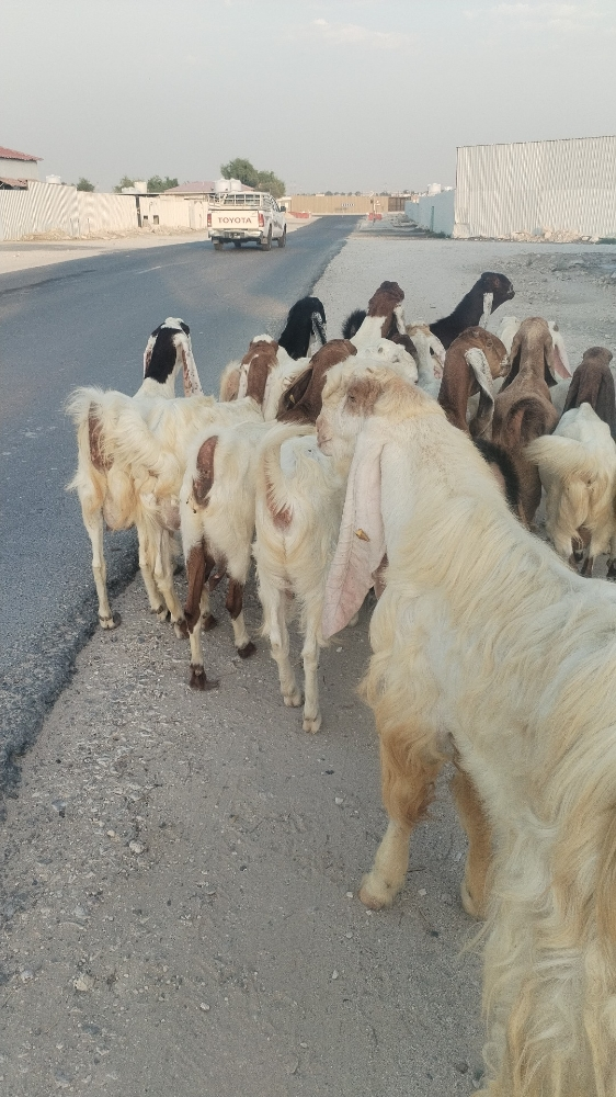 مطلوب معزا حجازيه - 1