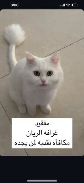 A lost cat - 1