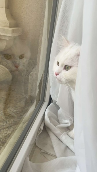 A lost cat - 2