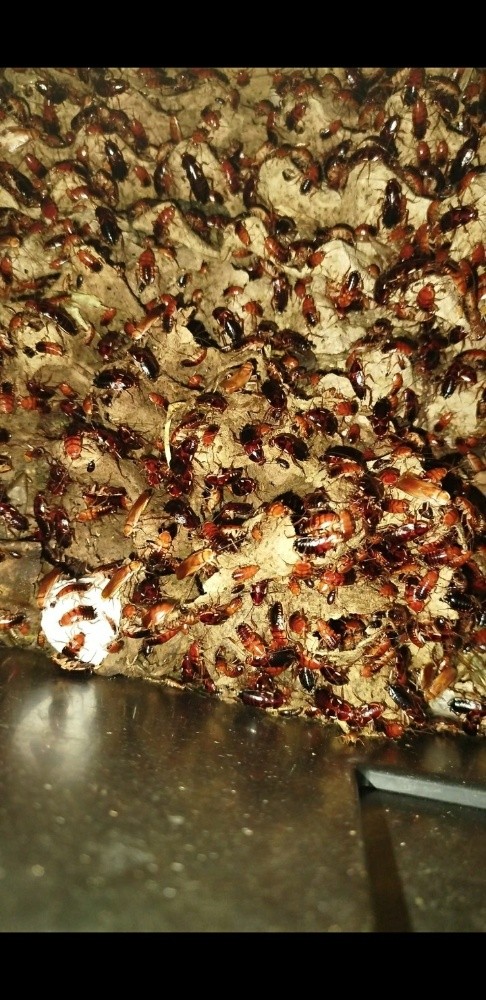 Reptiles for sale - 13