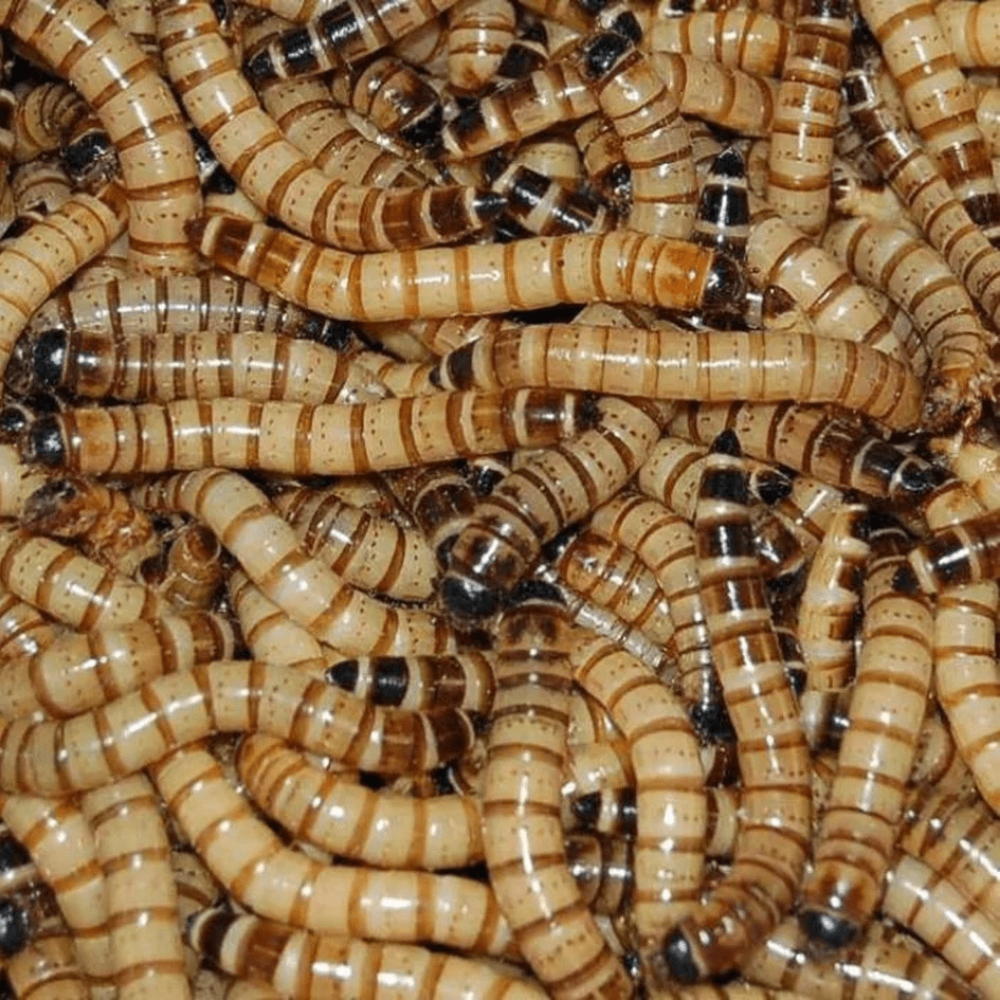 Reptiles for sale - 10