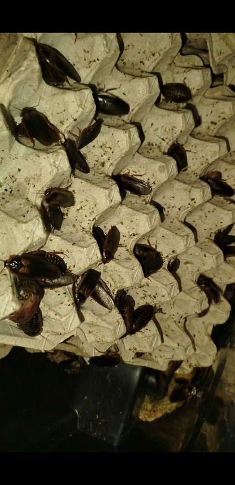 Reptiles for sale - 11