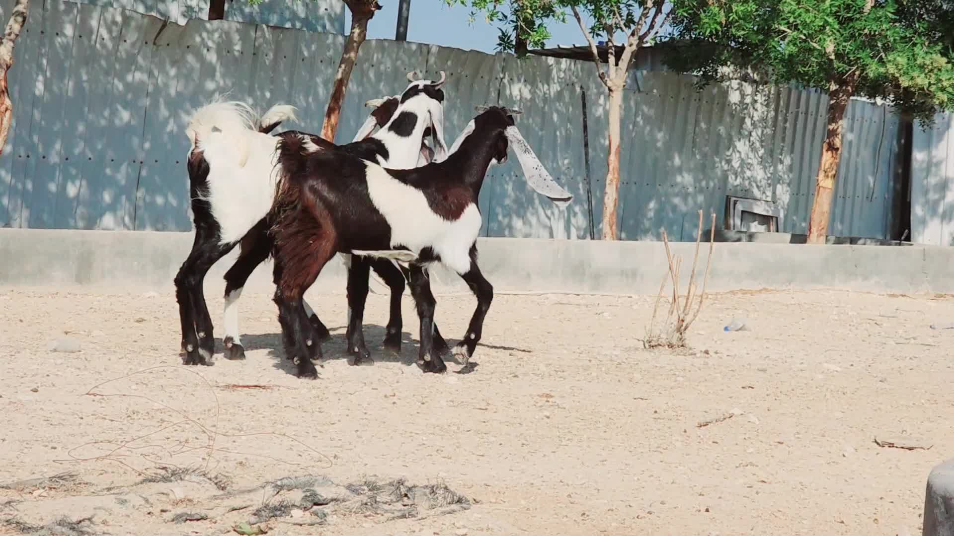 للبيع جمده باكستانيات اصايل - 8