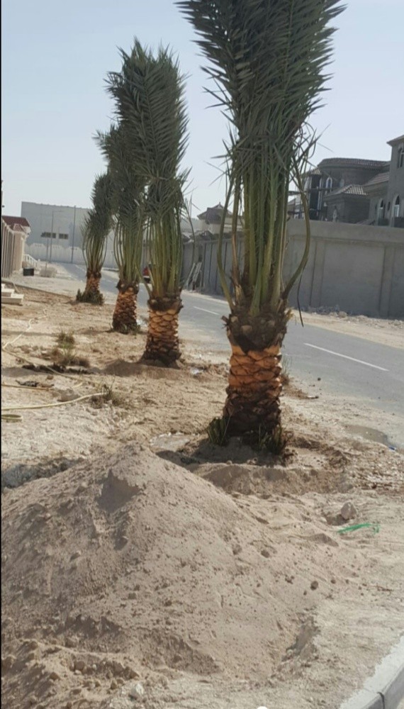 تركيب وتنظيف النخل - 1
