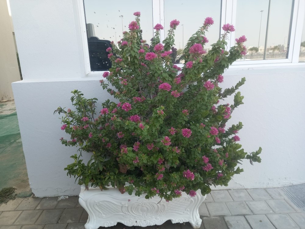 جاردن - 3