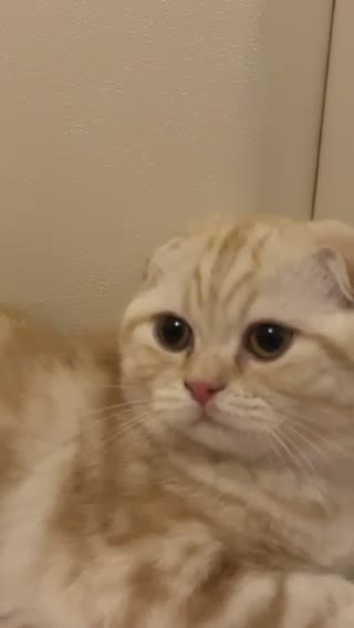 Scottish fold kittens for sale - 1