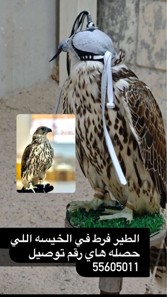 الطير فرط في الخيسه  - 1
