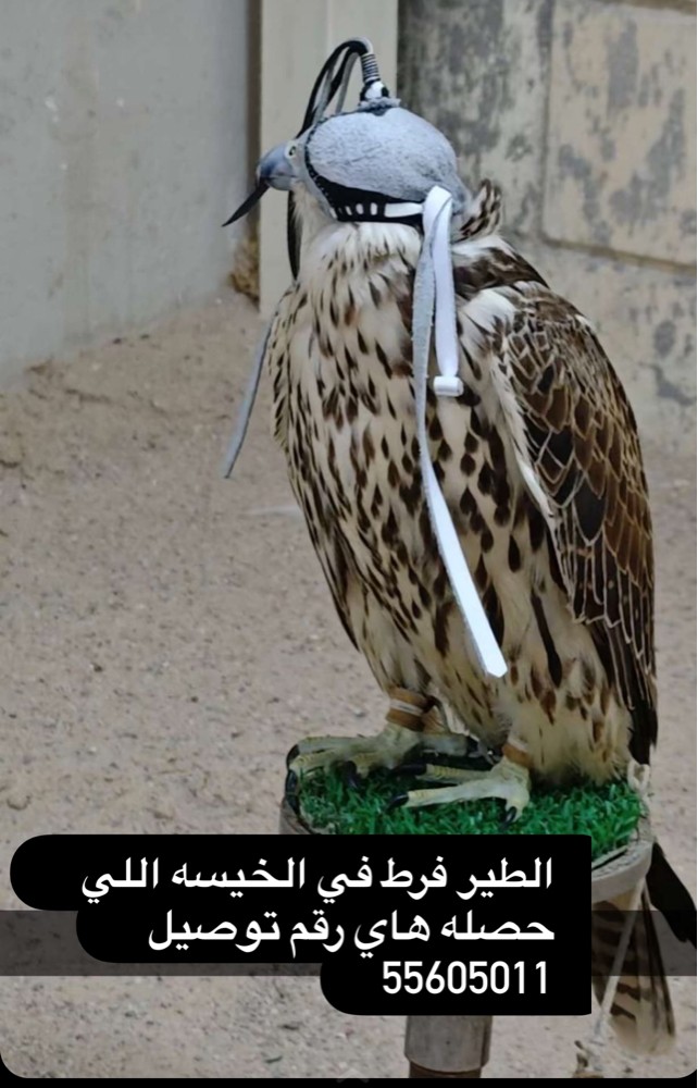 الطير فرط في الخيسه  - 2