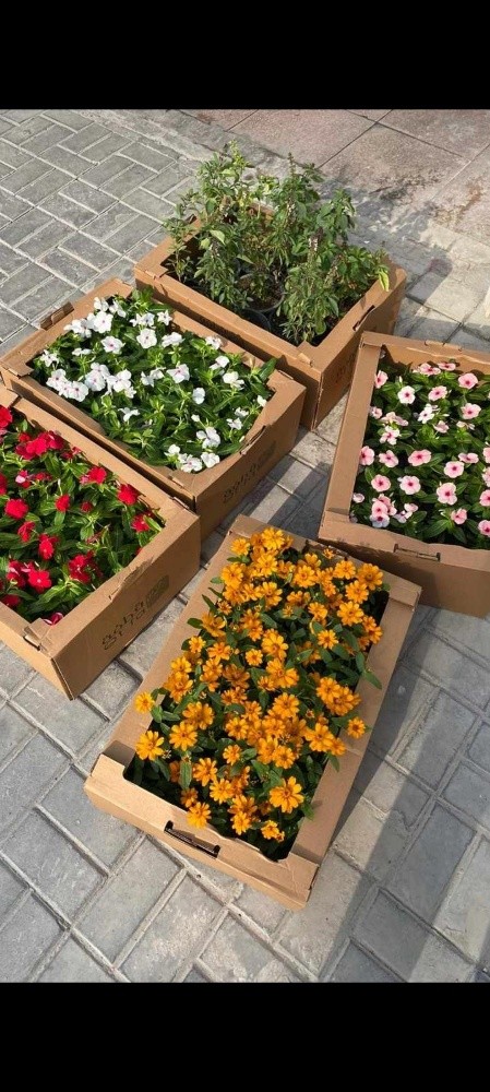 زراعة الفيلا والبيوت وشبكة الرى - 1