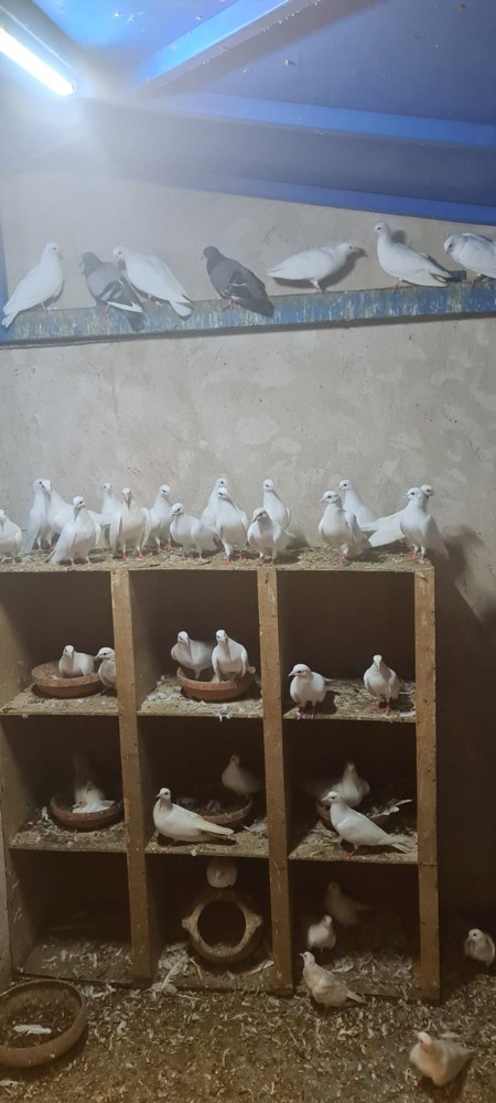 حمام مكاوي ٢٥ زوج  - 4