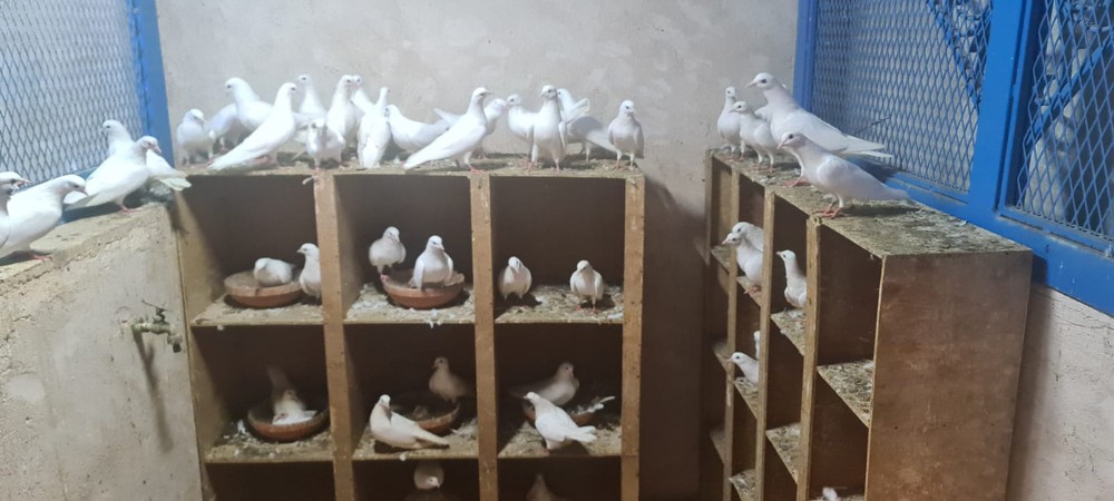 حمام مكاوي ٢٥ زوج  - 3