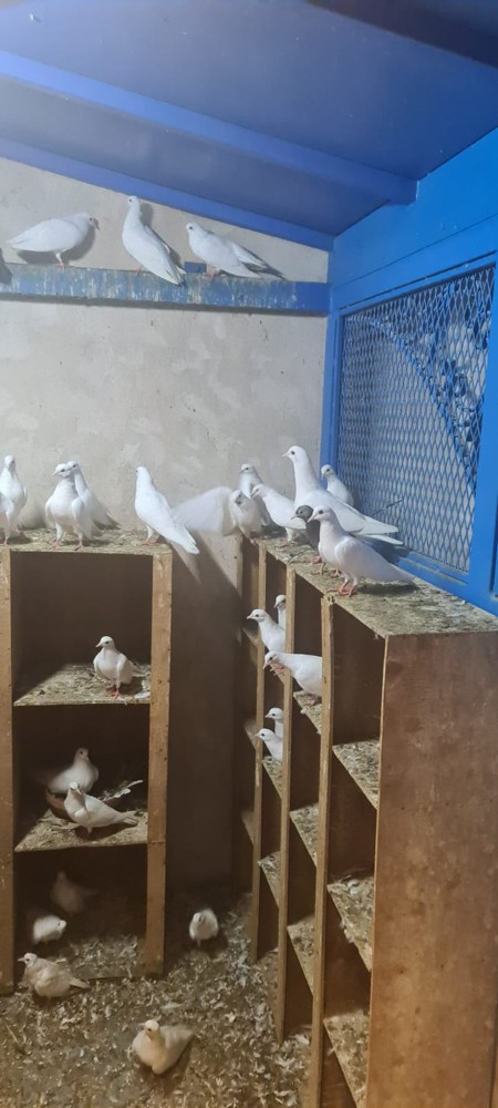 حمام مكاوي ٢٥ زوج  - 5