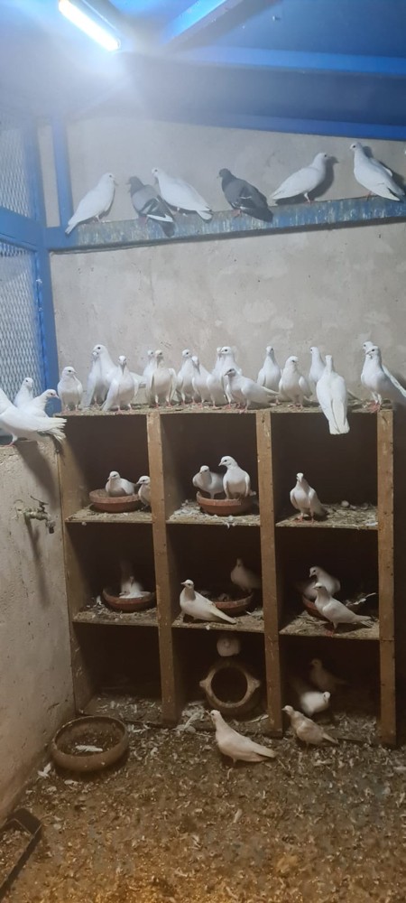 حمام مكاوي ٢٥ زوج  - 1
