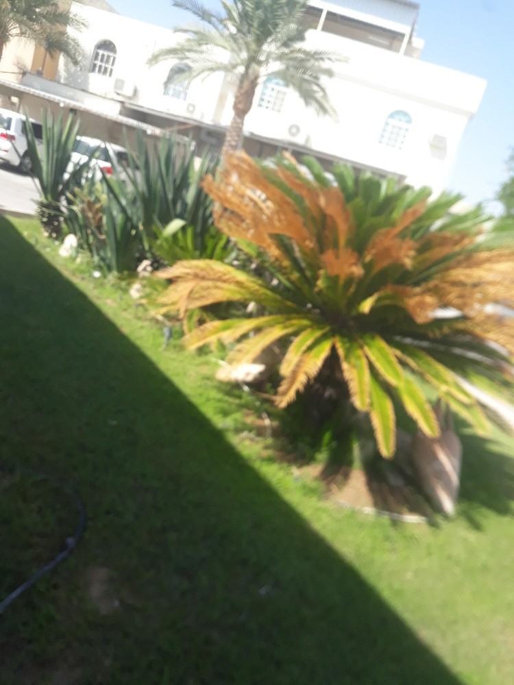 زراع ومقطع شجر وعشب ونخل - 2