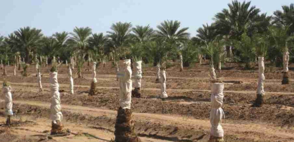 خلاص حبه کبیرة موجودة الضمان - 9