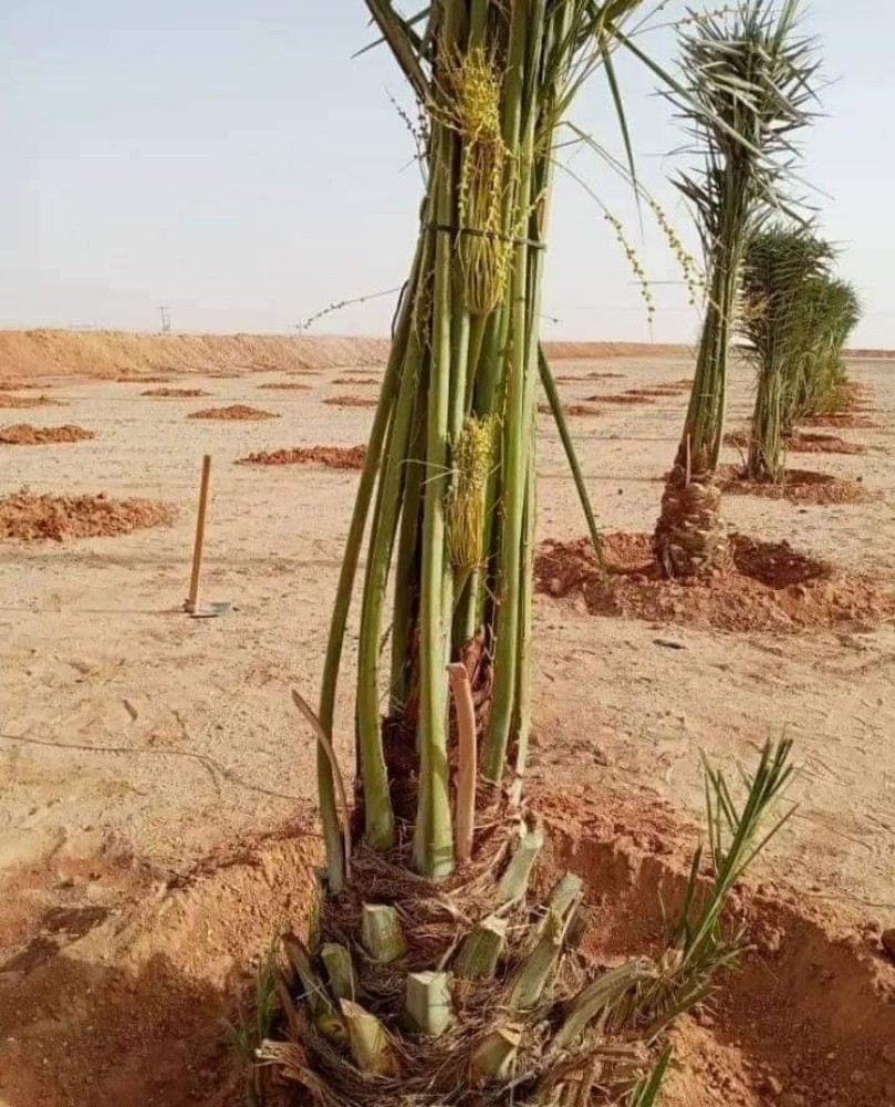 خلاص حبه کبیرة موجودة الضمان - 6