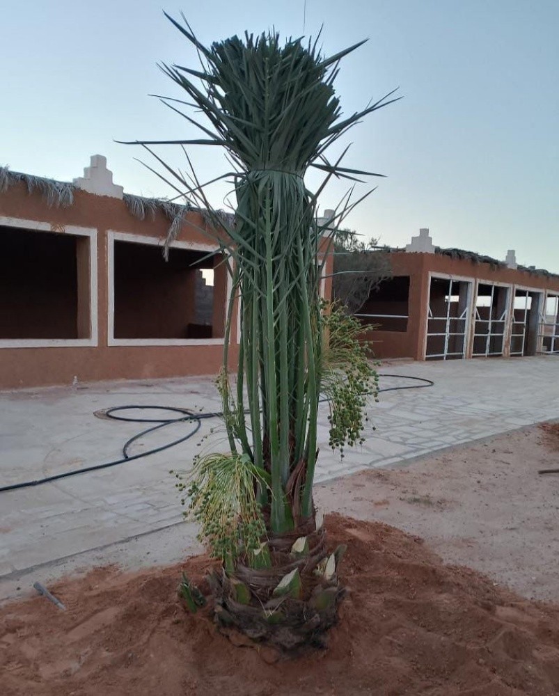 خلاص حبه کبیرة موجودة الضمان - 2