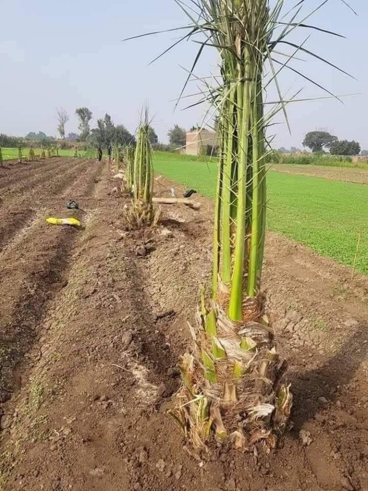 خلاص حبه کبیرة موجودة الضمان - 10