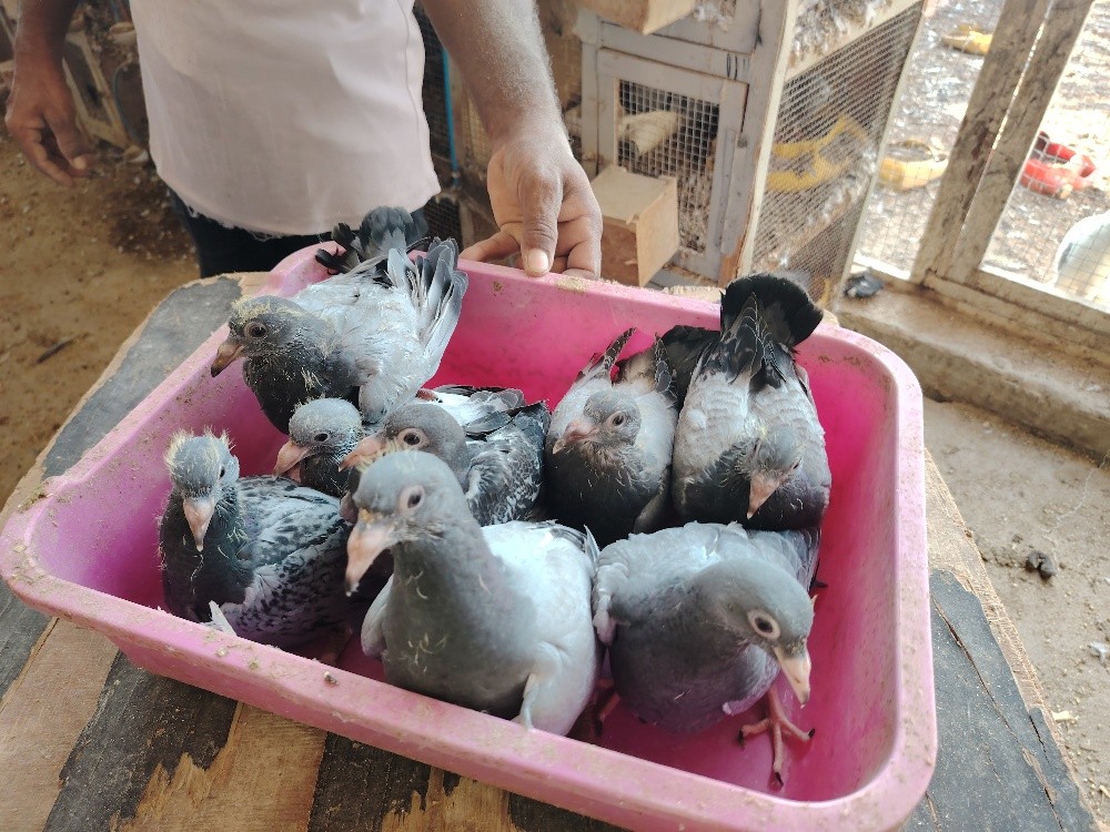 Jhajel Baby Pigeons - 4