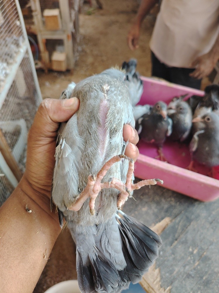 Jhajel Baby Pigeons - 5
