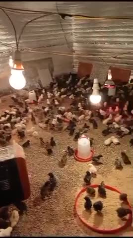 صيصان دجاج بلدي - 1