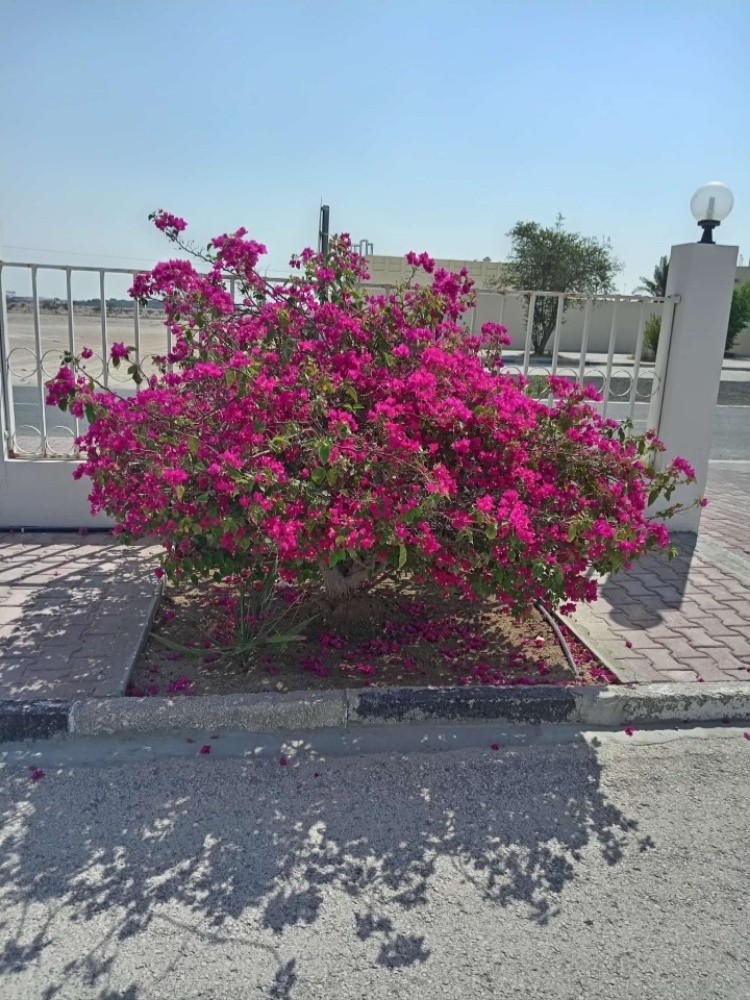 العنايه بالحديقة - 6