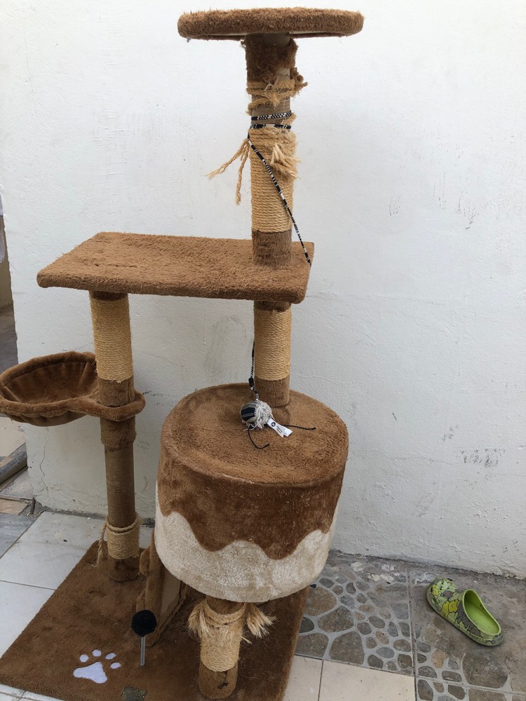 بيت للقطط   - 2