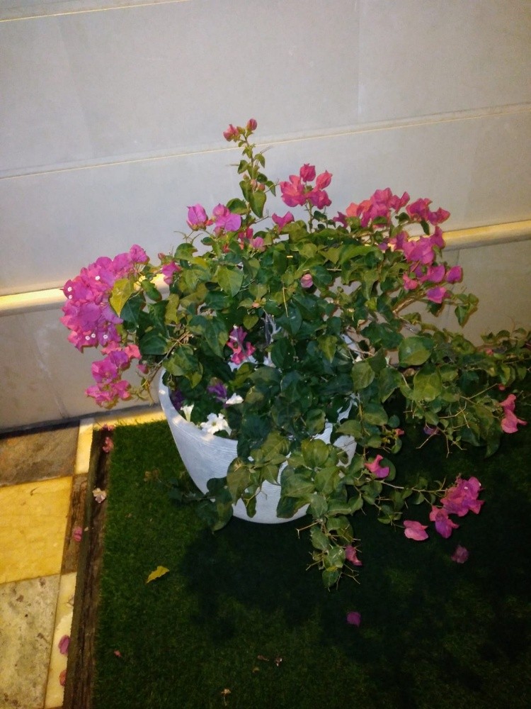 زرع اخضر - 3