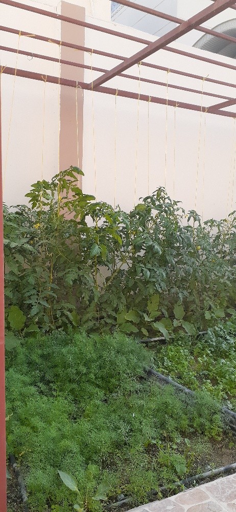 مقطع اشجار ونخيل - 4