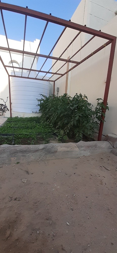 مقطع اشجار ونخيل - 5