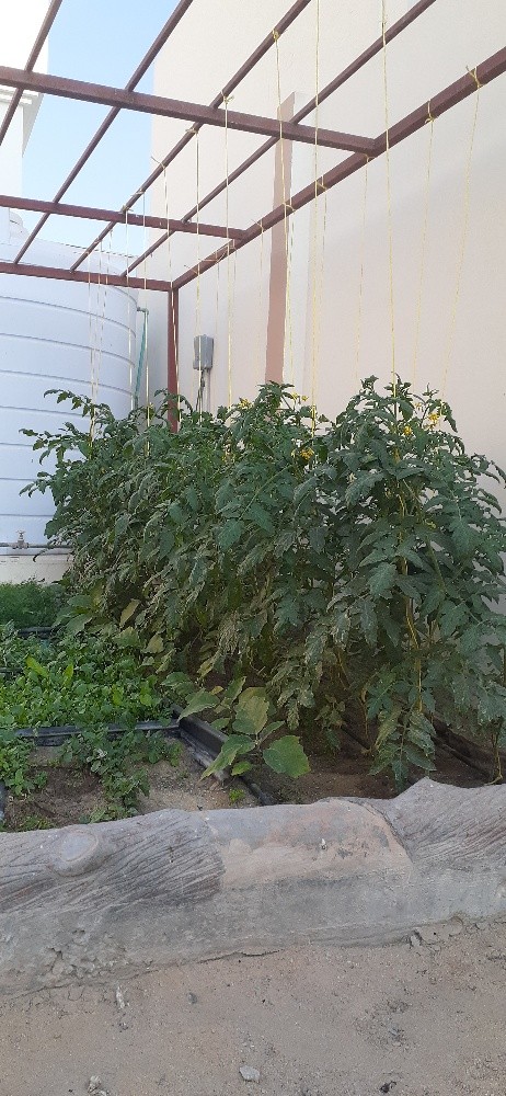 مقطع اشجار ونخيل - 3