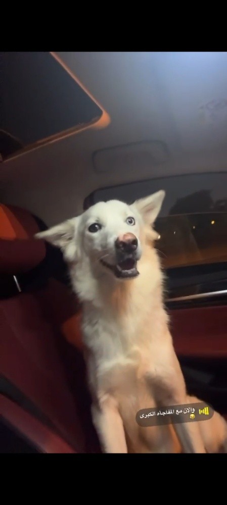 Husky - 1