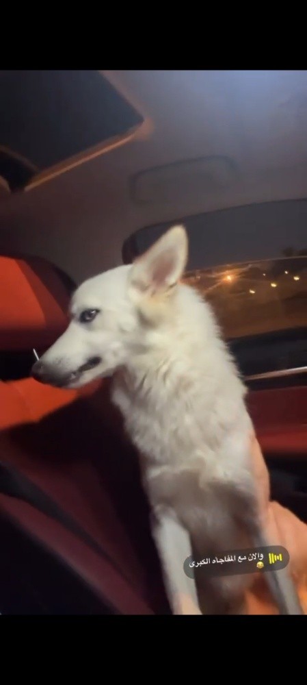 Husky - 2