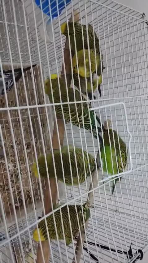 للبيع بادجي منتج - 4