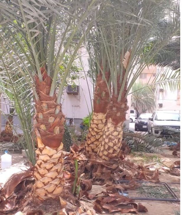 تقريب وتنظيف  - 3
