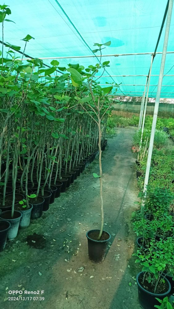 أشجار مناسبة أجواء قطر - 15