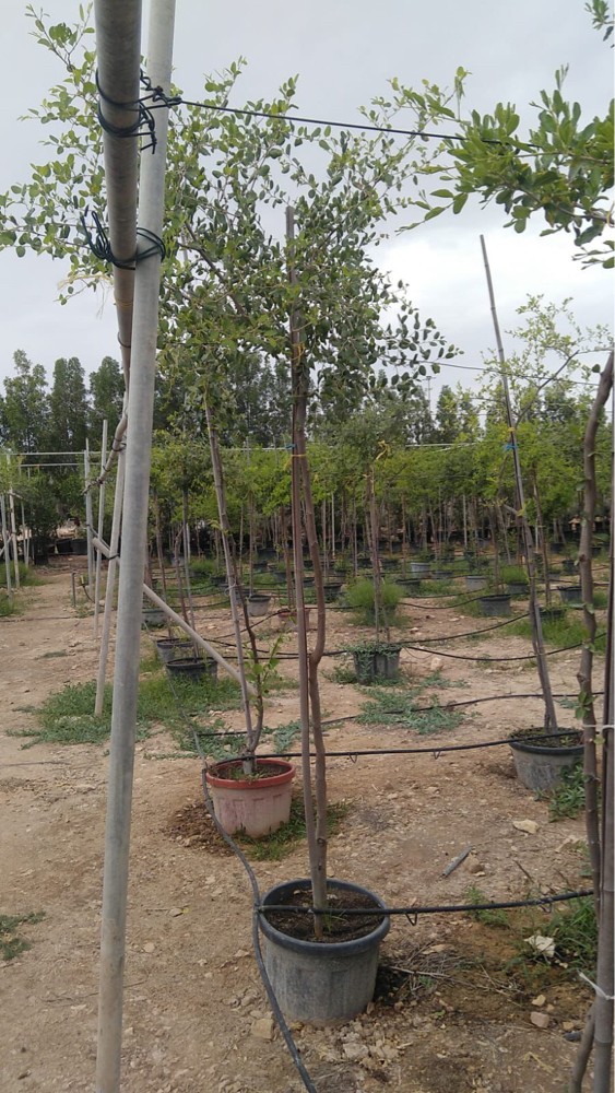 أشجار مناسبة أجواء قطر - 13
