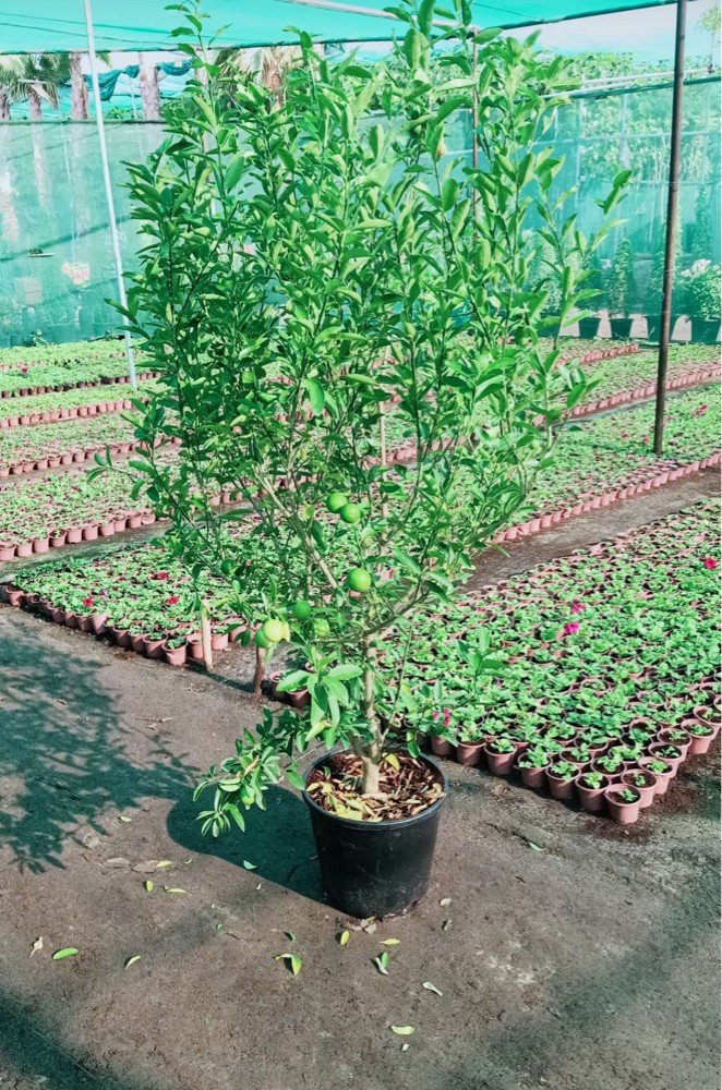 أشجار مناسبة أجواء قطر - 8