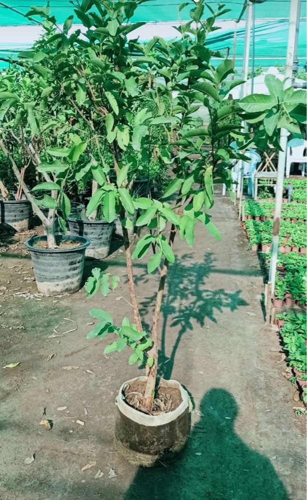 أشجار مناسبة أجواء قطر - 5