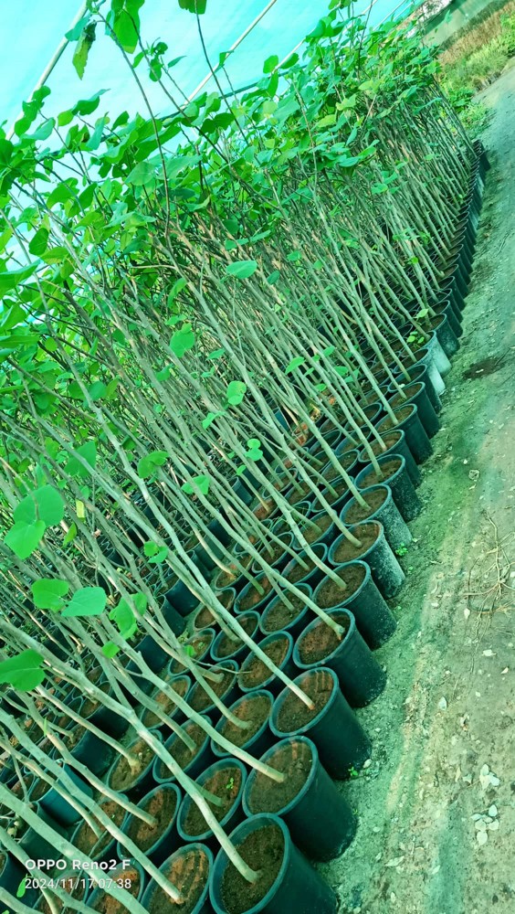 أشجار مناسبة أجواء قطر - 4