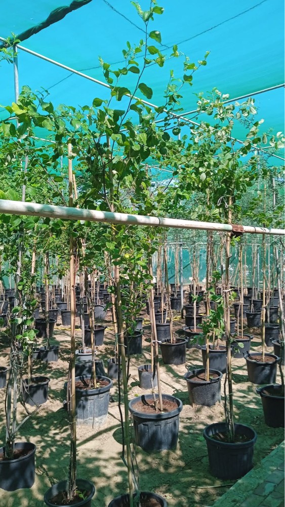 أشجار مناسبة أجواء قطر - 10