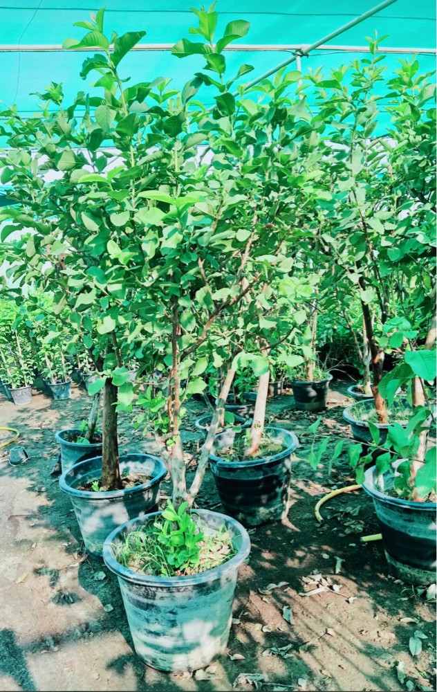أشجار مناسبة أجواء قطر - 7