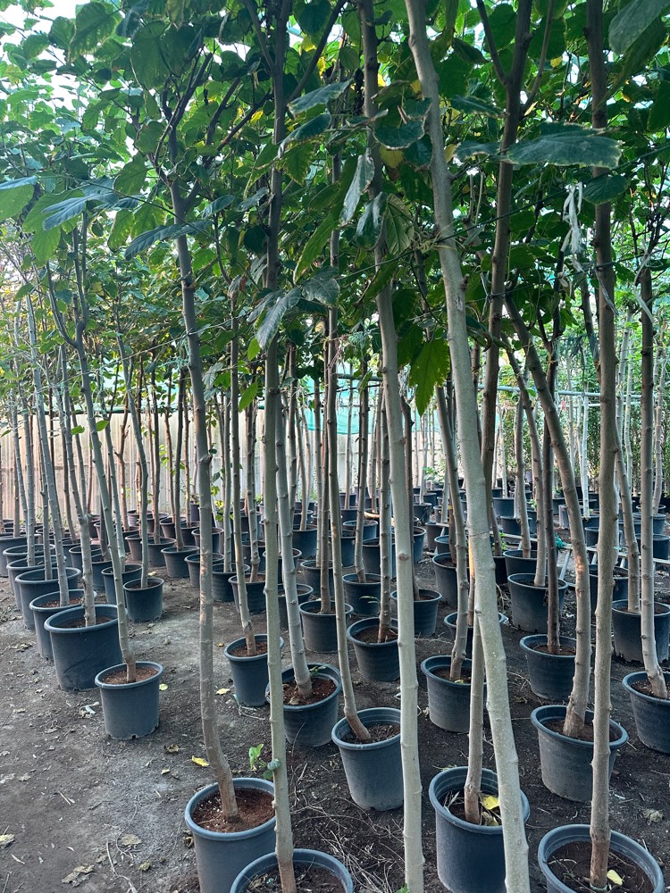 أشجار مناسبة أجواء قطر - 3