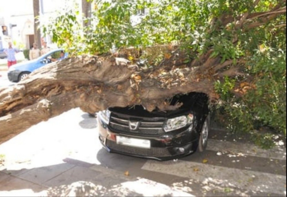 قطع صيانة كاملة شجرة - 5
