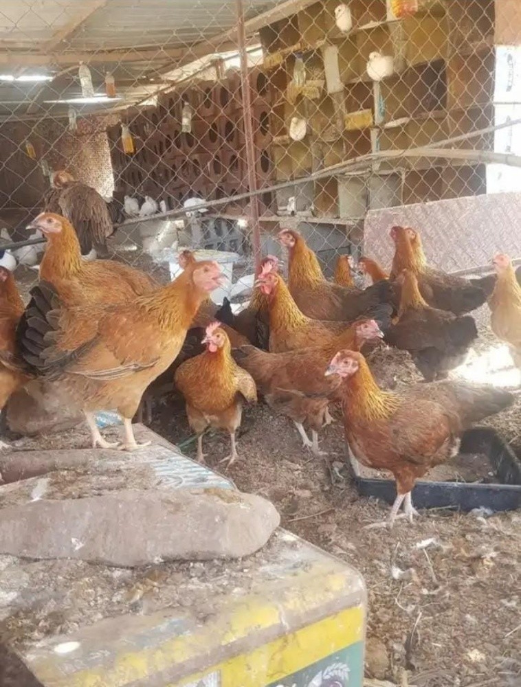 دجاج فرنسي - 2