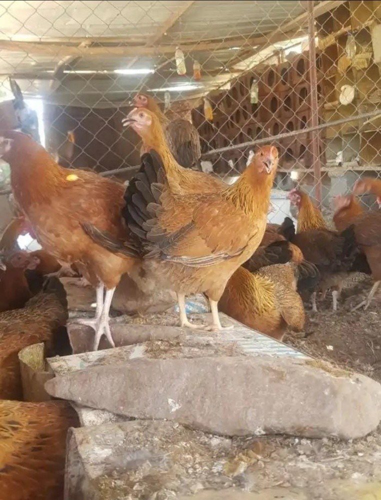 دجاج فرنسي - 1