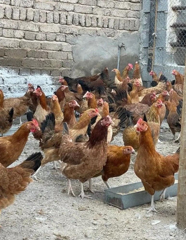 دجاج فرنسي - 5