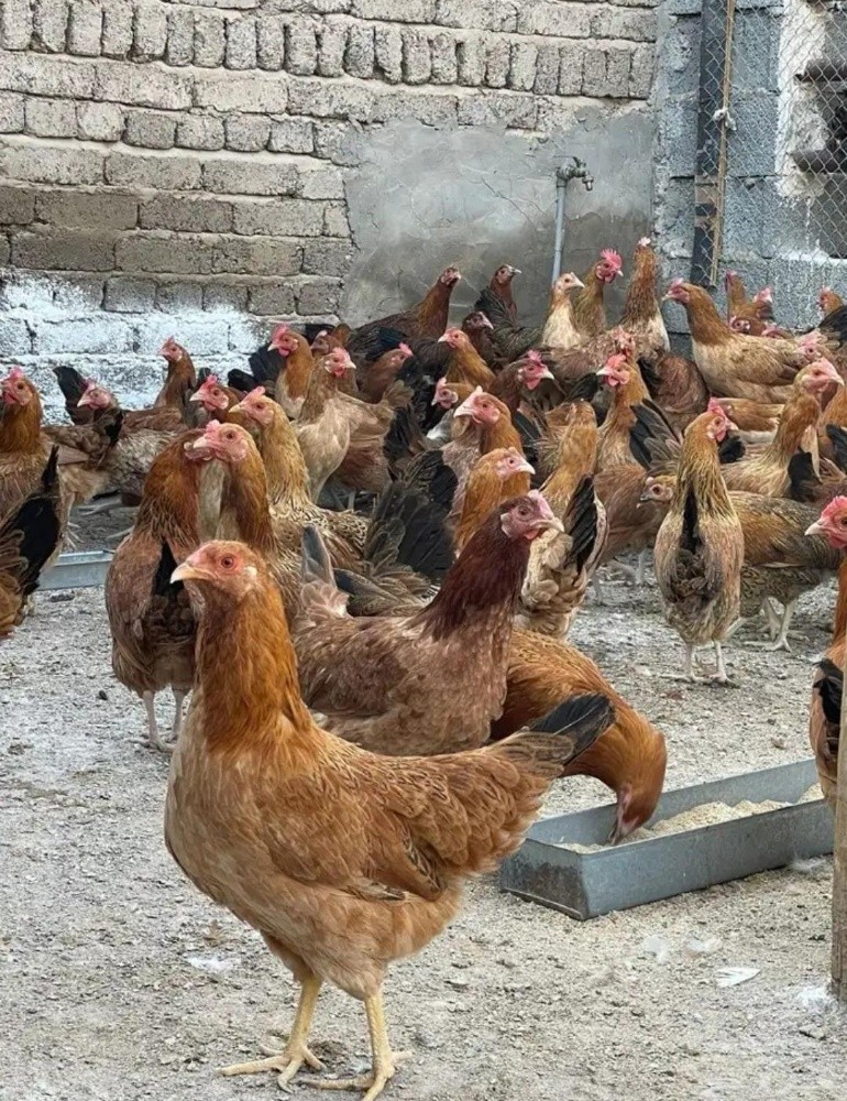 دجاج فرنسي - 3