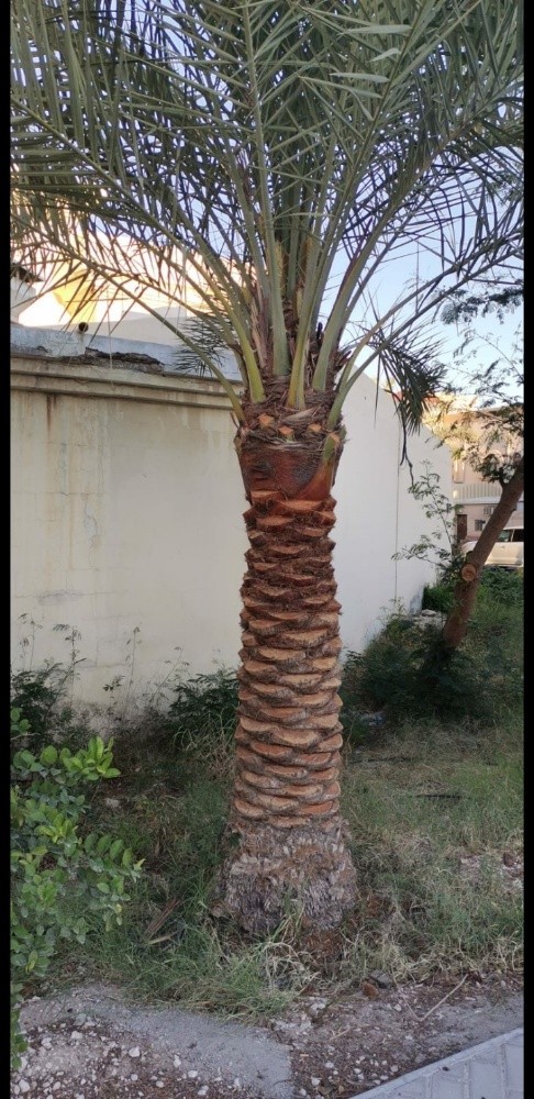 شركة زراعيه - 5